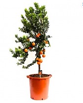 Мандариновое дерево - Citrus reticulata D46 H170