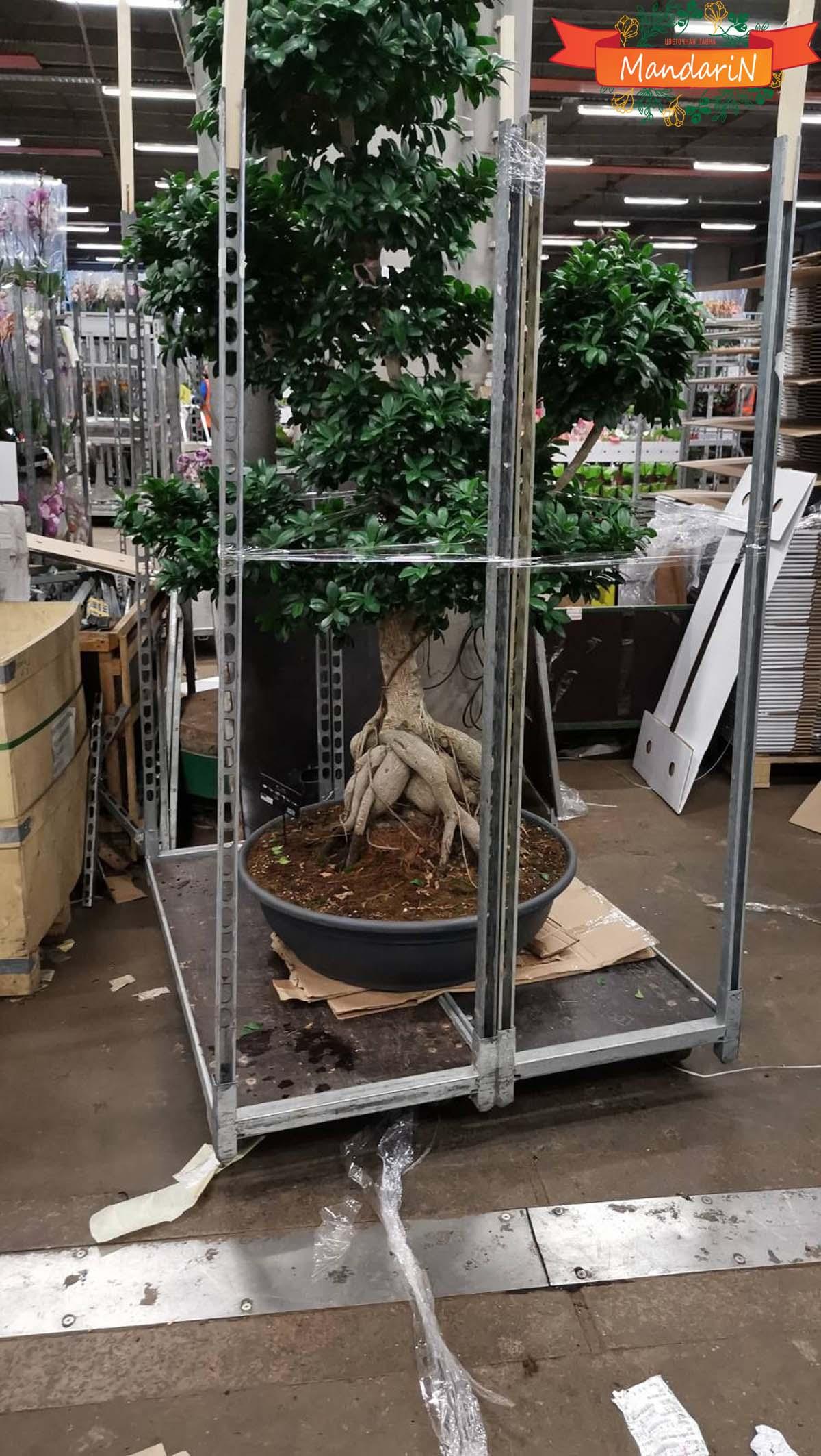 Bonsai Ficus microcarpa D82 H200