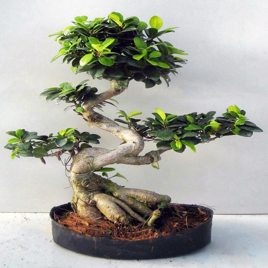 Bonsai Ficus microcarpa в керамике