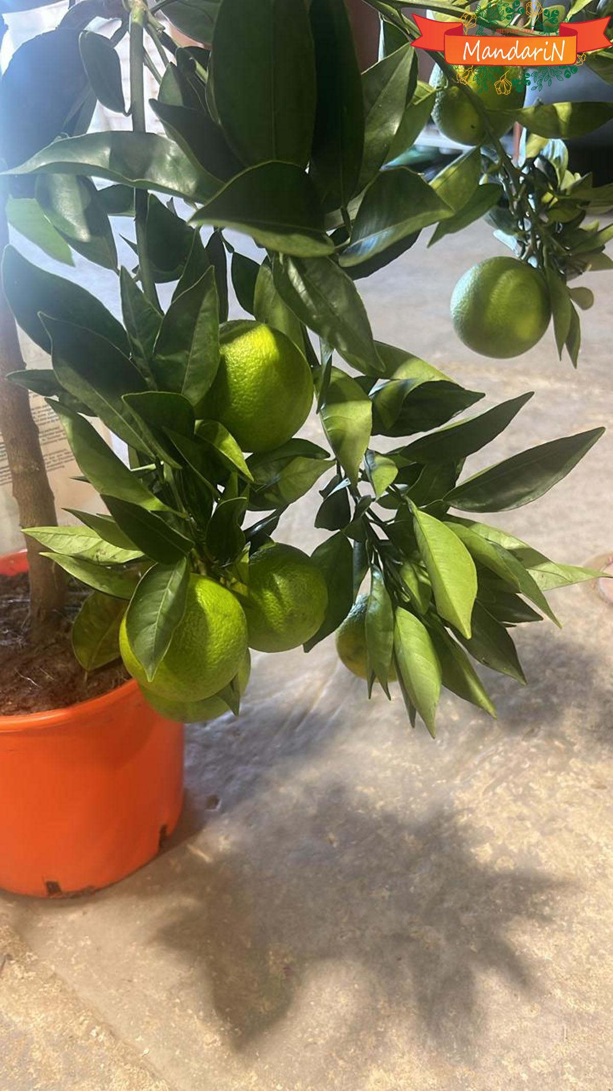 Плоды клементина