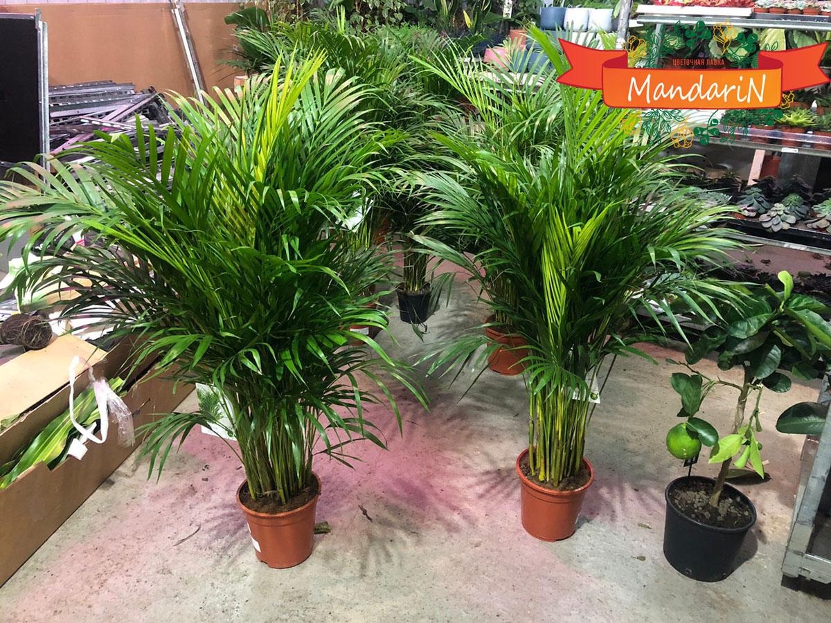 Пальма арека 170 см