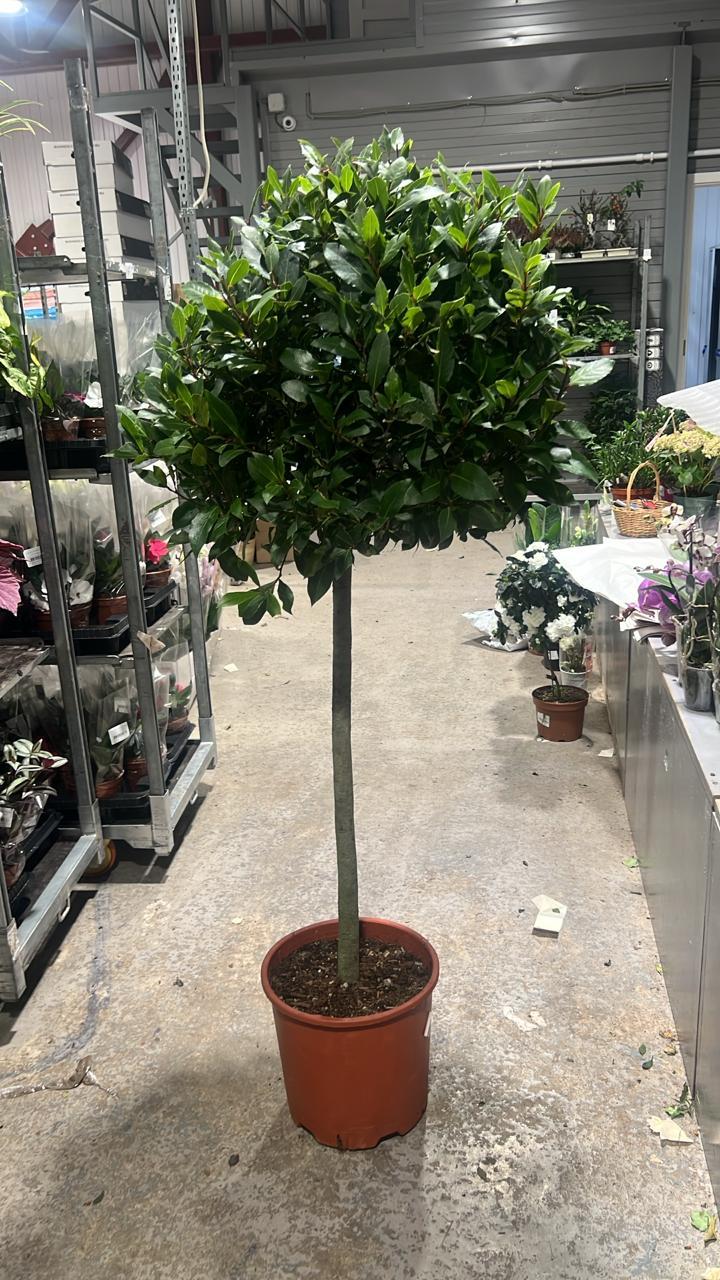 растение лавр