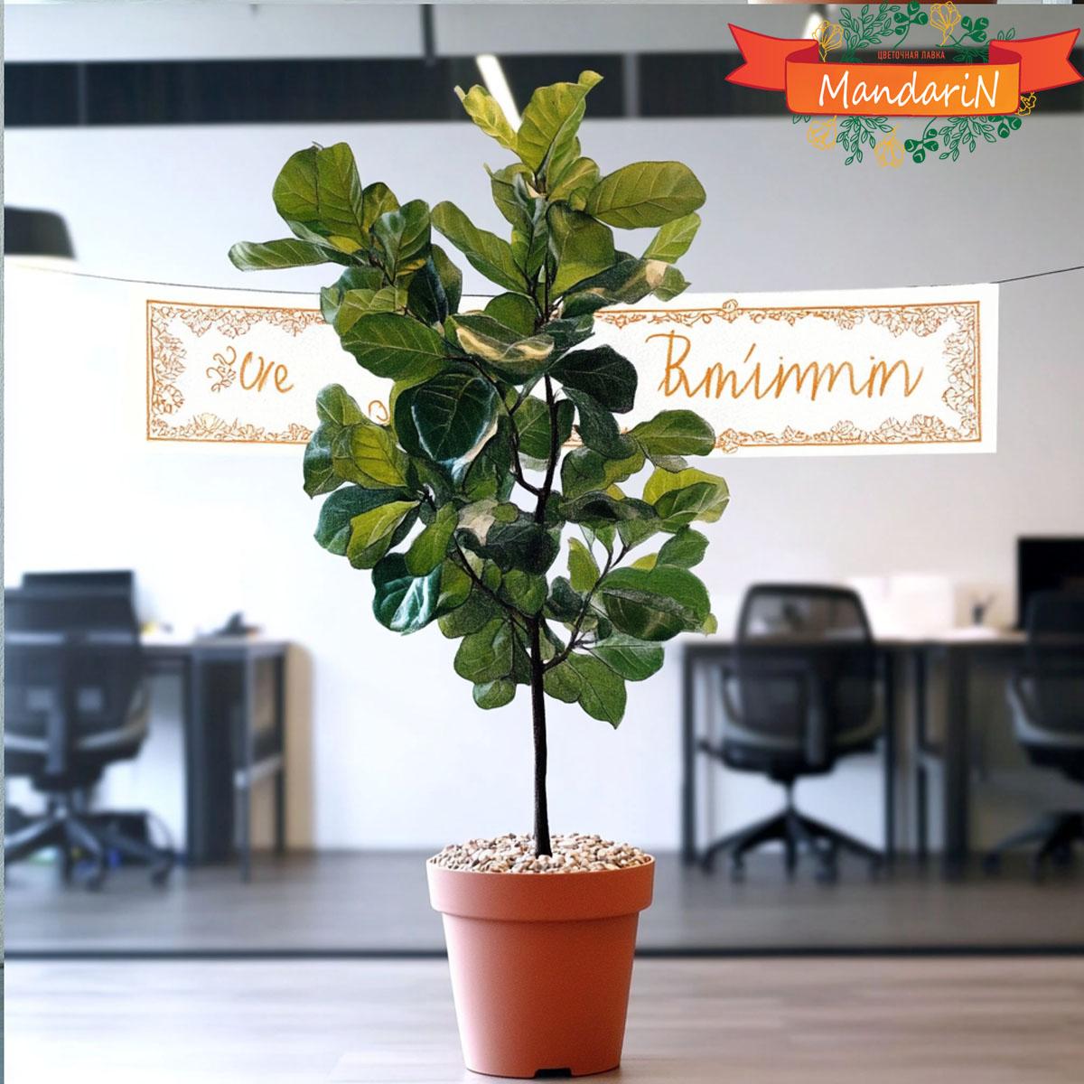 Фикус лирата - магазин цветов мандарин