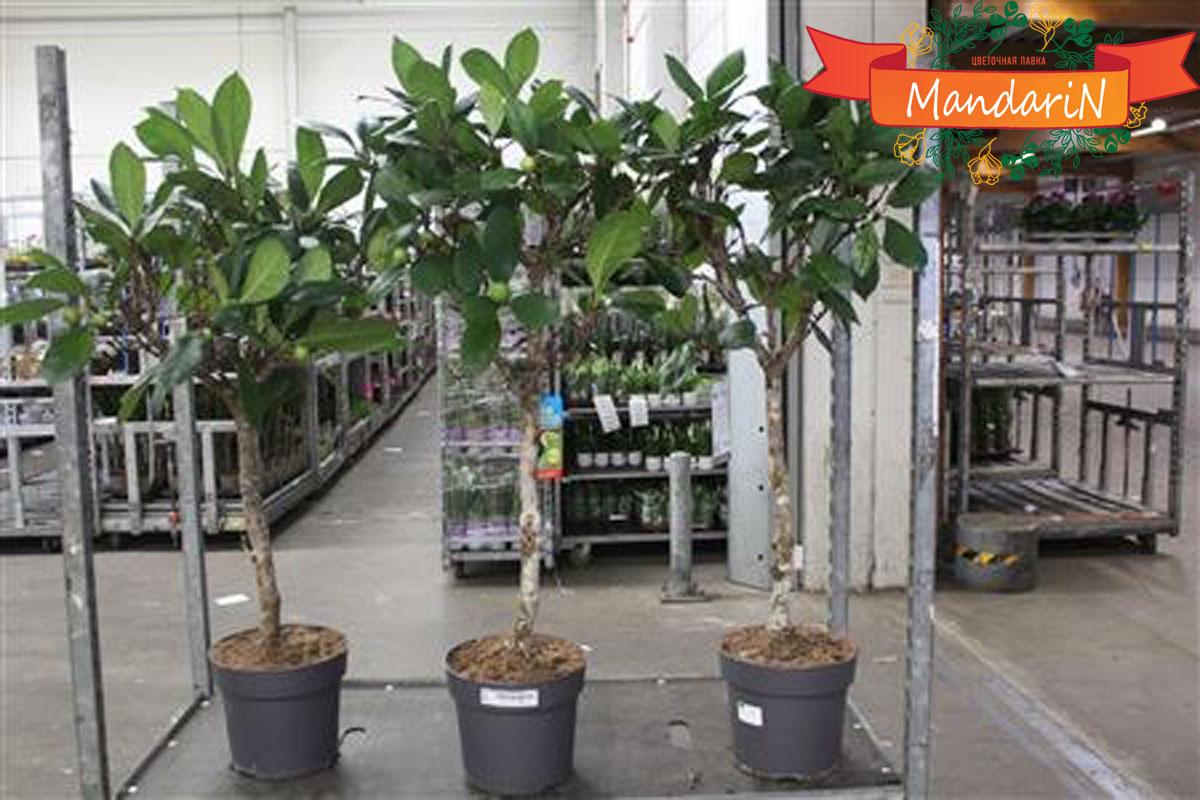 Фикус циастипула штамб