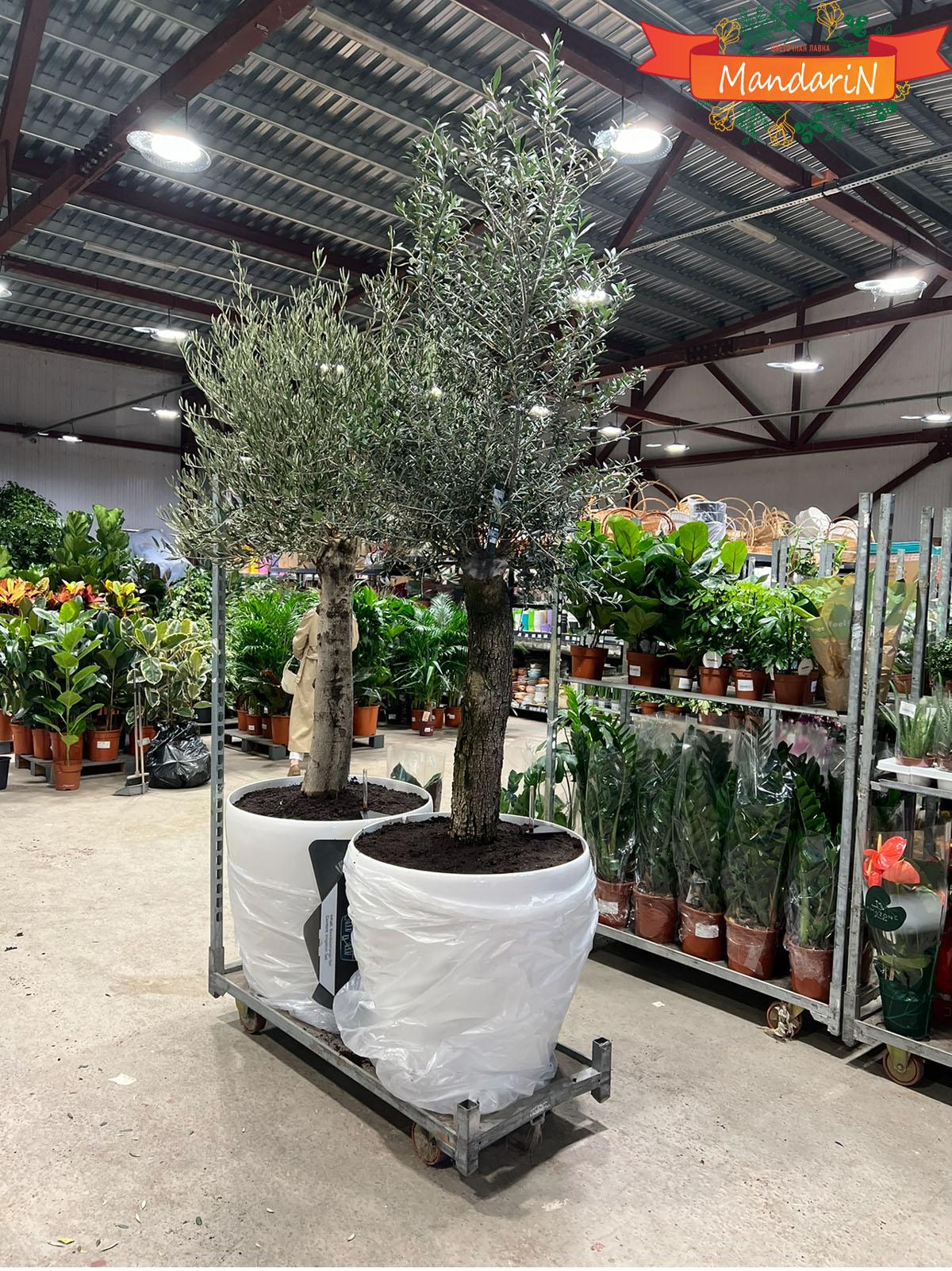 Оливковое дерево пересаженное в кашпо Лечуза