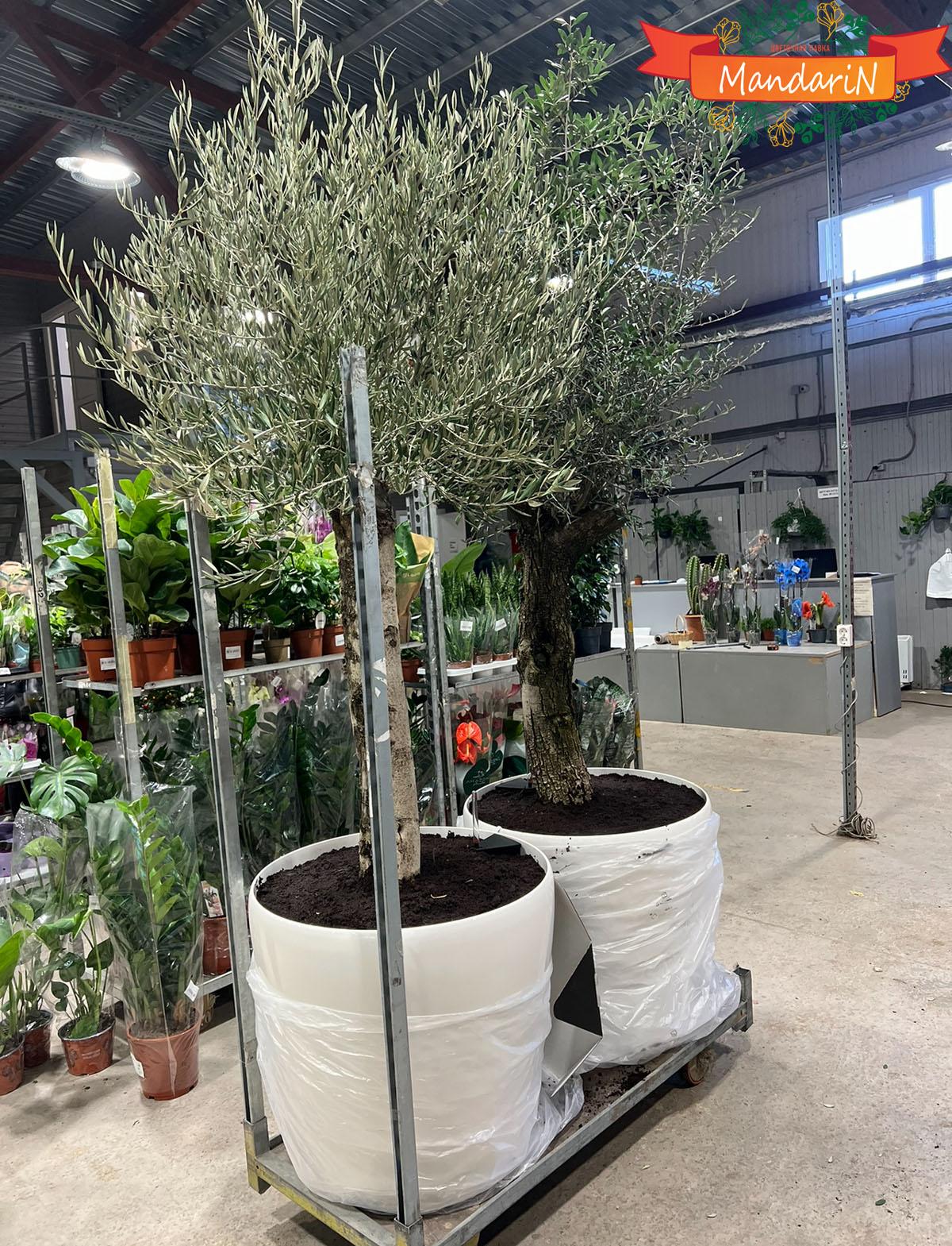 Оливковое дерево пересаженное в кашпо Лечуза 220 см