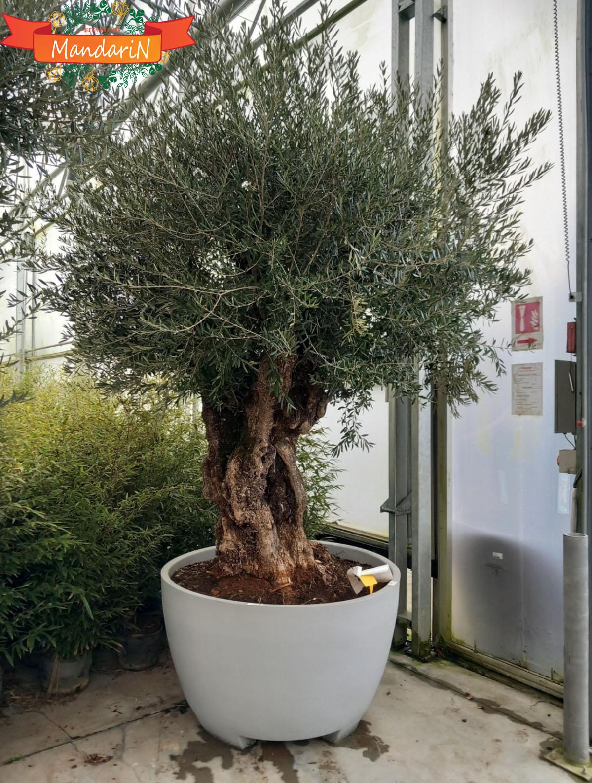 ОРливковое дерево Бонсай 260 см