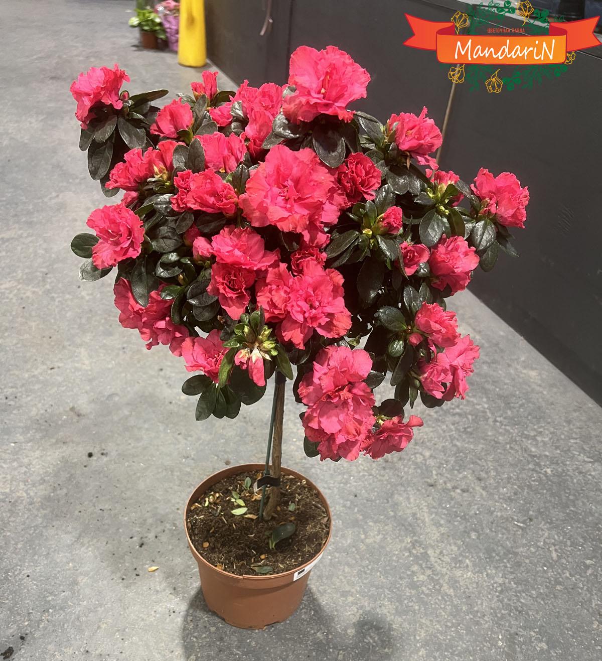 Азалия в горшке штамб