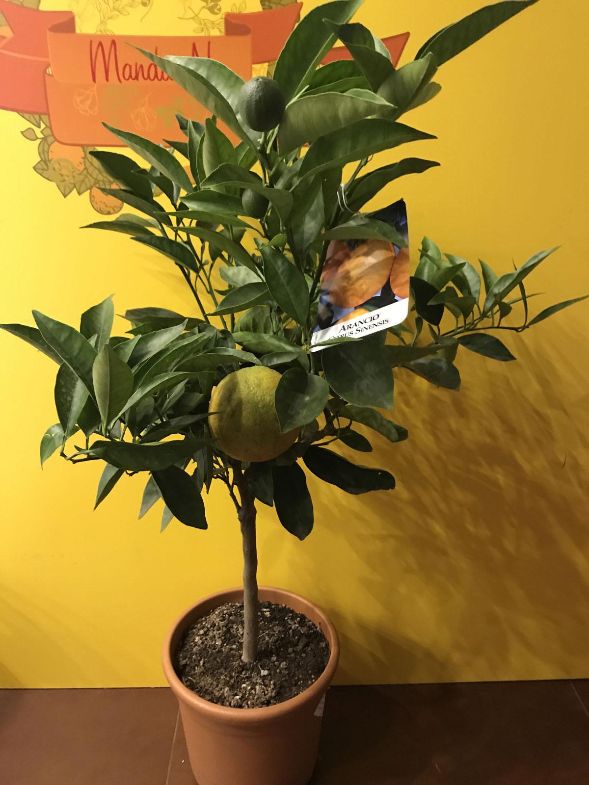 Апельсин цитрусовое дерево