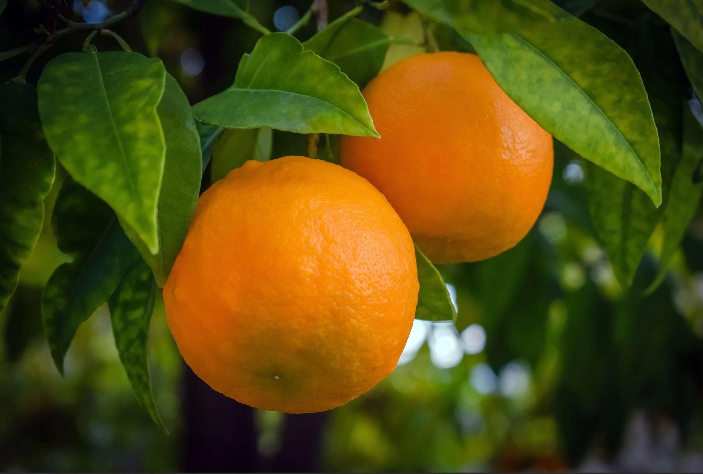Виды, сорта, фото цитрусового дерева апельсин