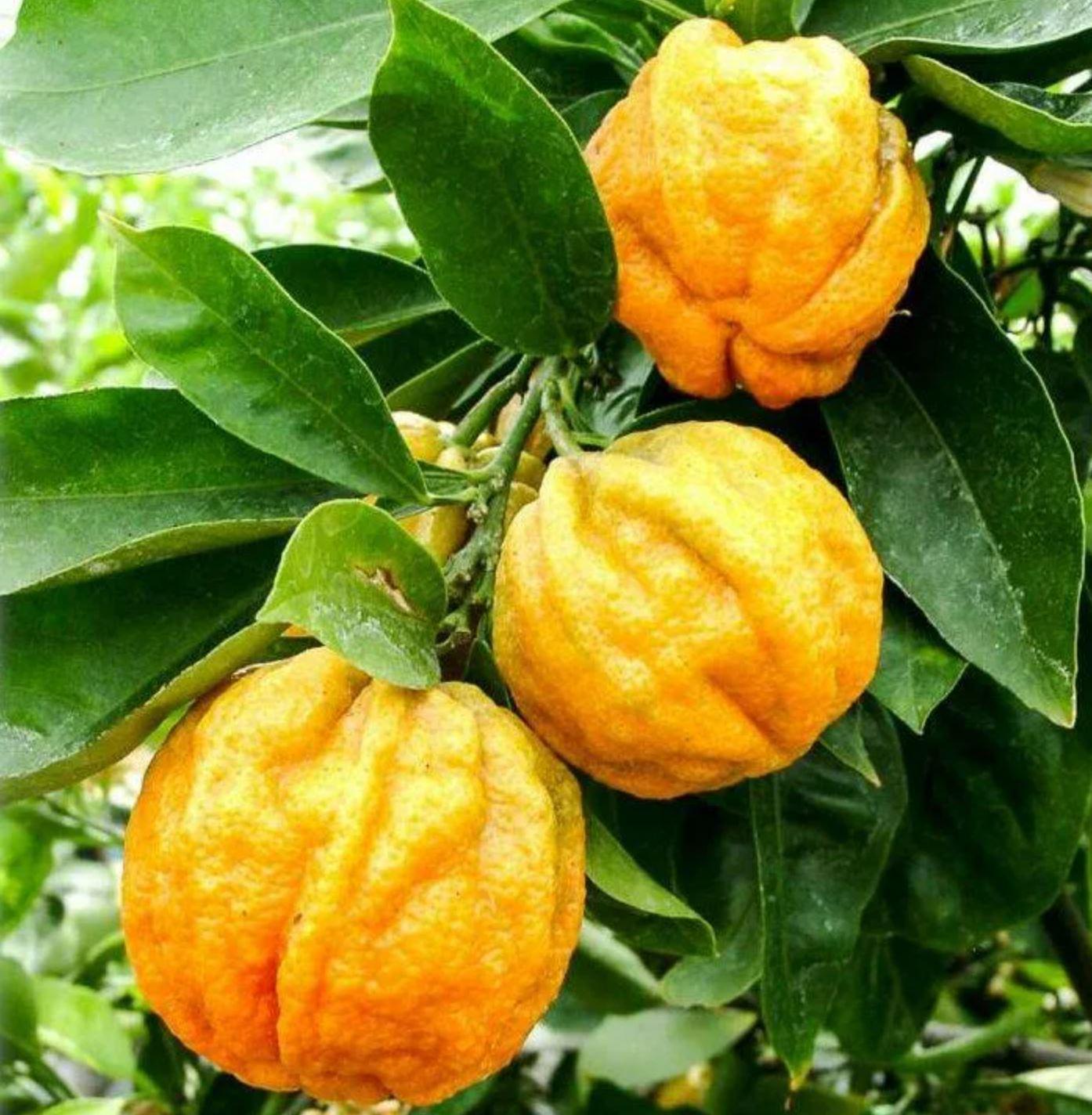 Апельсин каналикулята - Sinensis canaliculata D21 H60