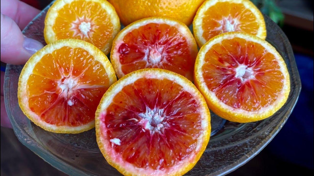Апельсин Россо - Citrus sinensis Rosso D22 H70