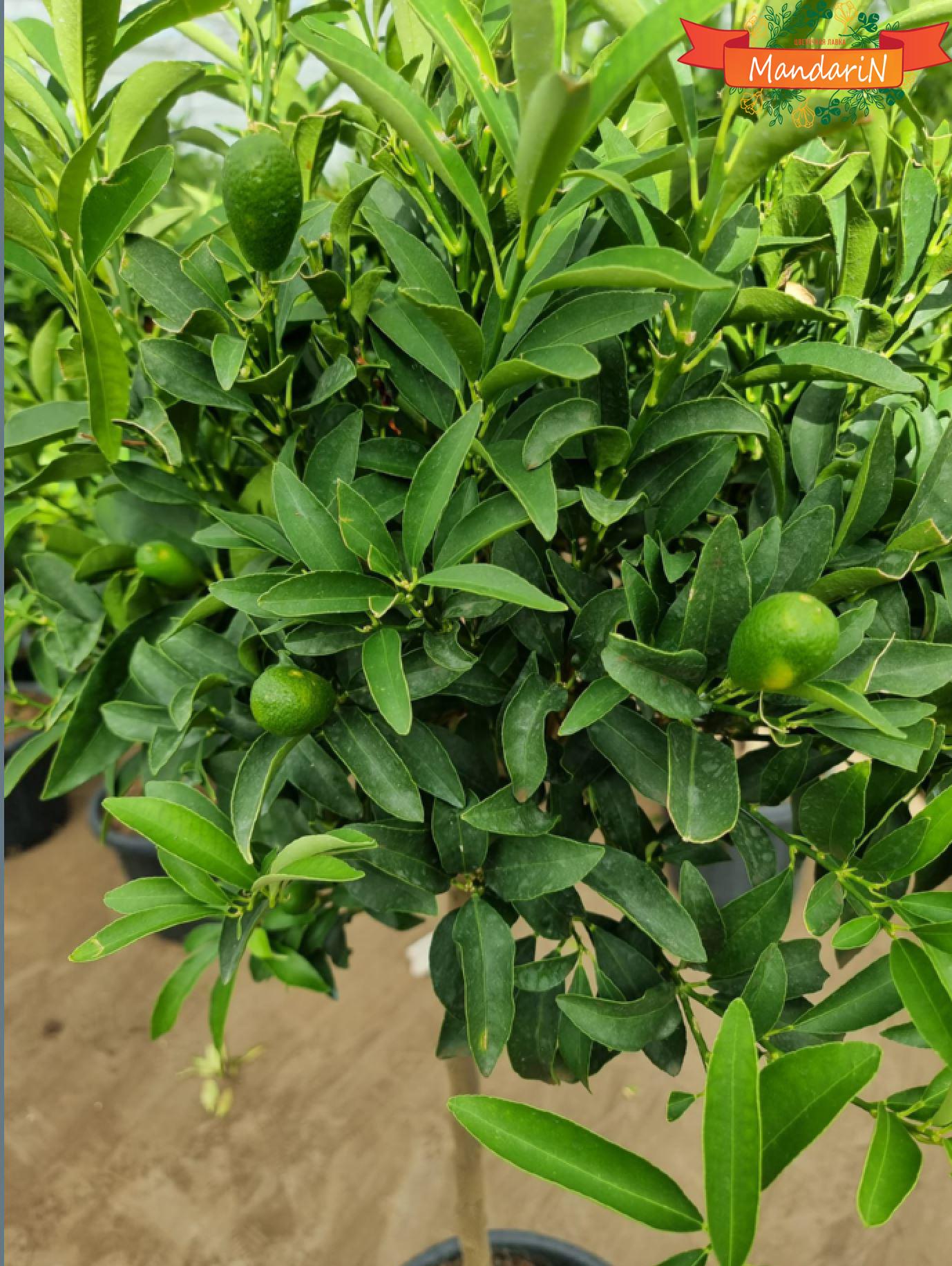 Кумкват цитрус плоды