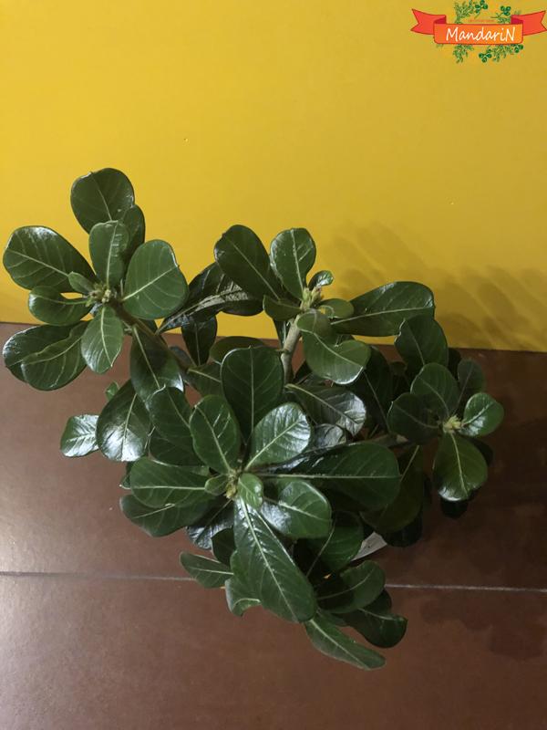 Адениум, виды