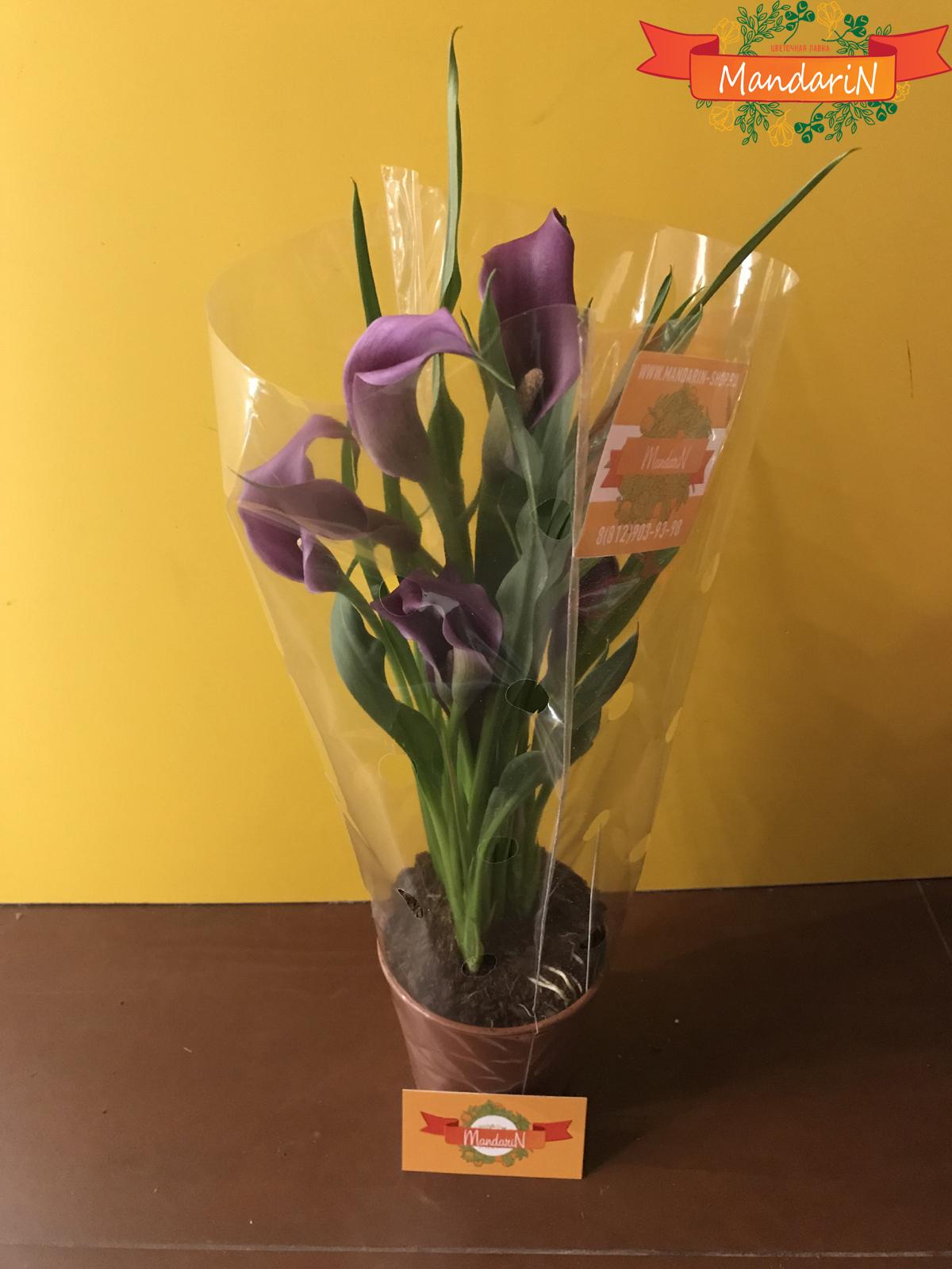 Калла (Zantedeschia) в горшке фиолетовая в магазине цветов Мандарин