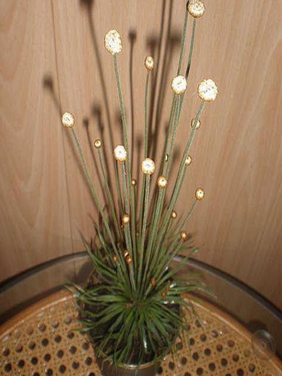 Сингонантус цветы