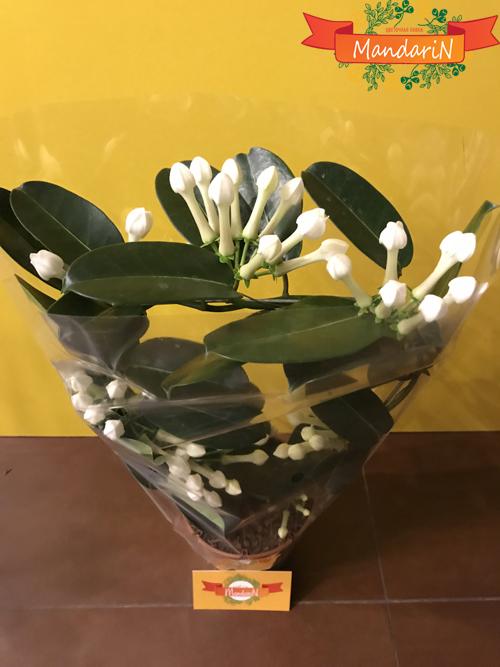 Стефанотис белый или Мадагаскарский жасмин в магазине цветов Мандарин