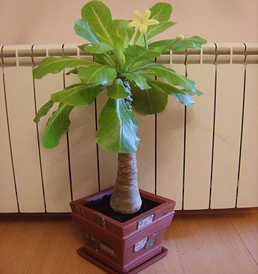 Пальма Бригамия замечательная (Гавайская пальма) в квартире