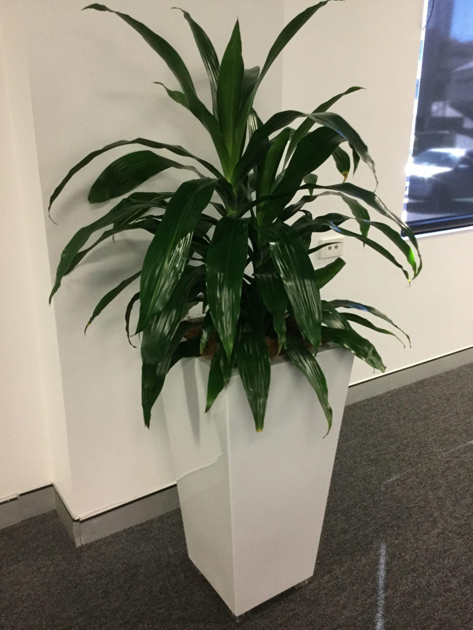 Драцена деремская Джанет Крэйг в офисе