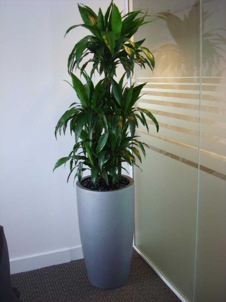 Драцена деремская Джанет Крэйг в кашпо лечуза