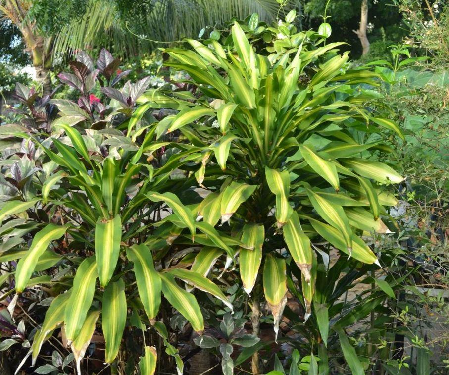 Драцена фрагранс Еллоу Кост в природе фото