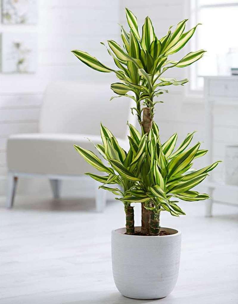 Драцена фрагранс Еллоу Кост в кашпо лечуза с автополивом