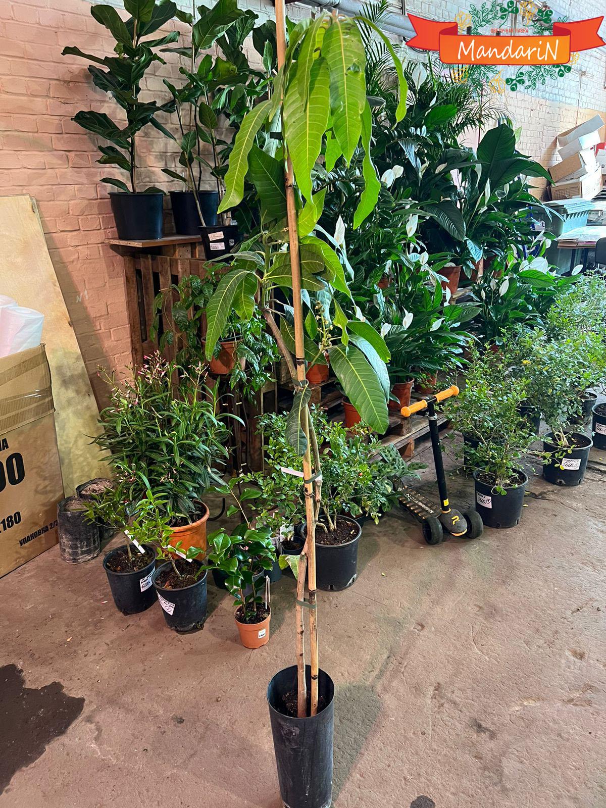 Растение авакадо в горшке в магазине цветов Мандарин Купить