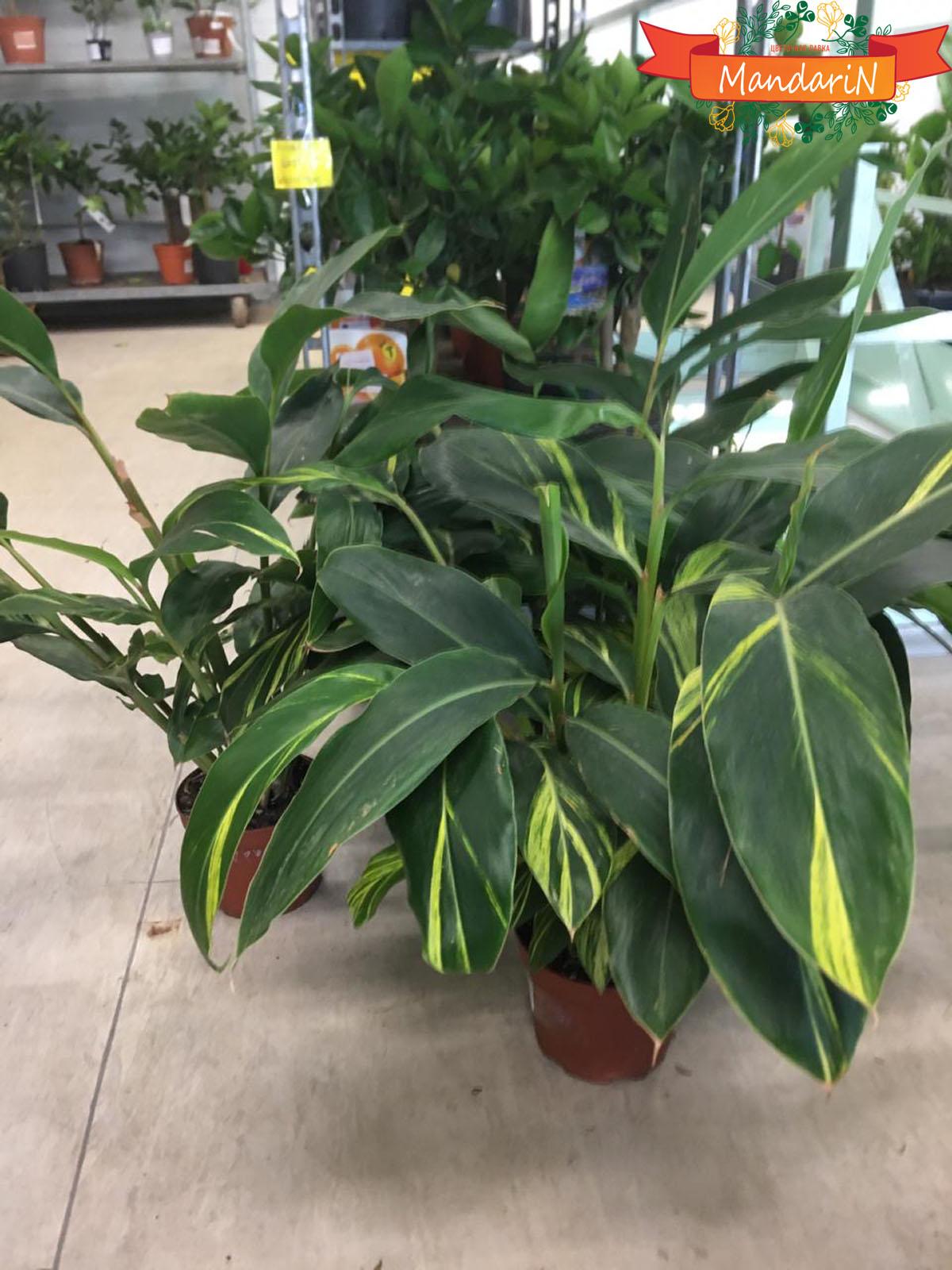 Имбирь - Zingiber