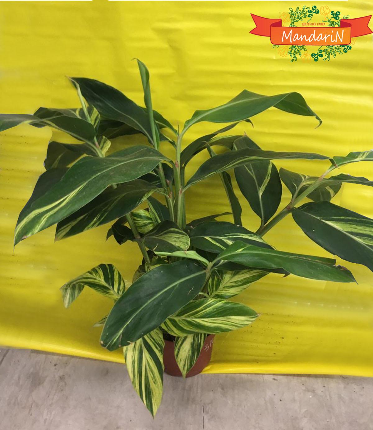 Имбирь (лат. Zingiber)