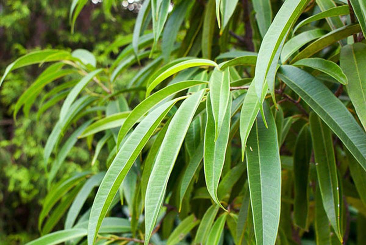 Фикус Али (Биннендийка) форма листьев