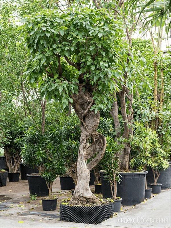 Фикус Высочайший - Ficus altissima