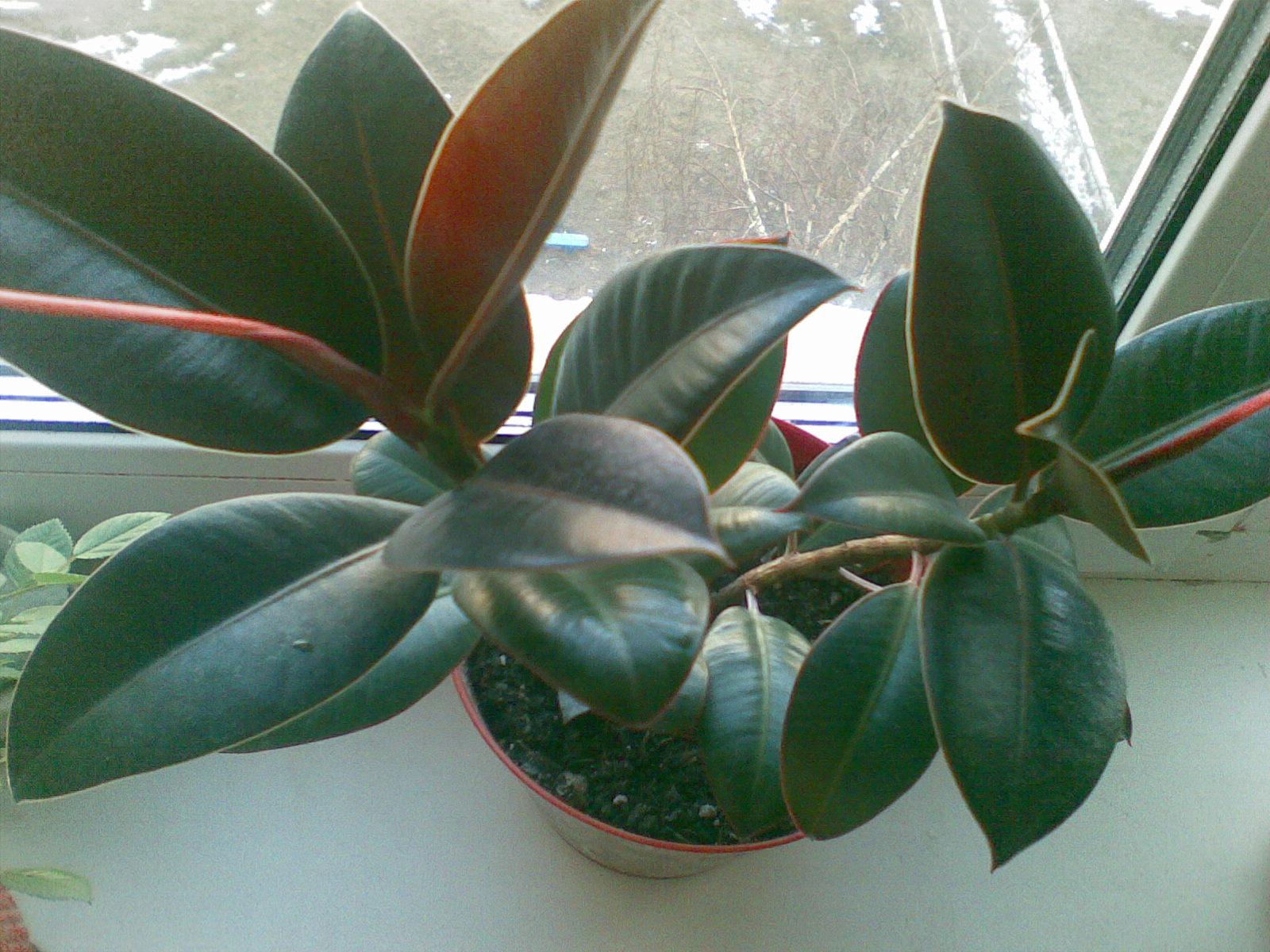 Фикус Эластика, каучуконосный Мелани окрас