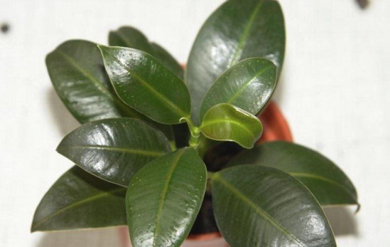 Фикус Эластика, каучуконосный Мэлани фото