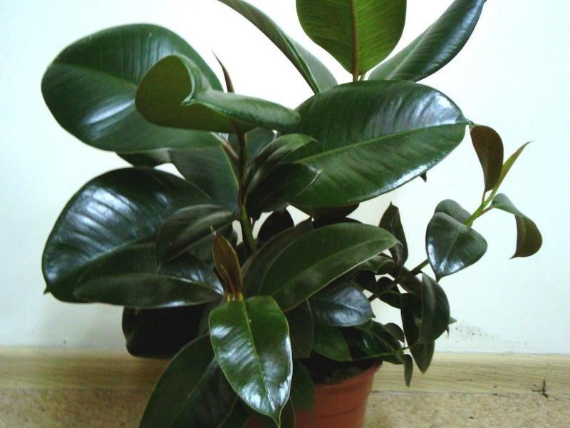 Фикус Эластика, каучуконосный Мэлани цвет листьев
