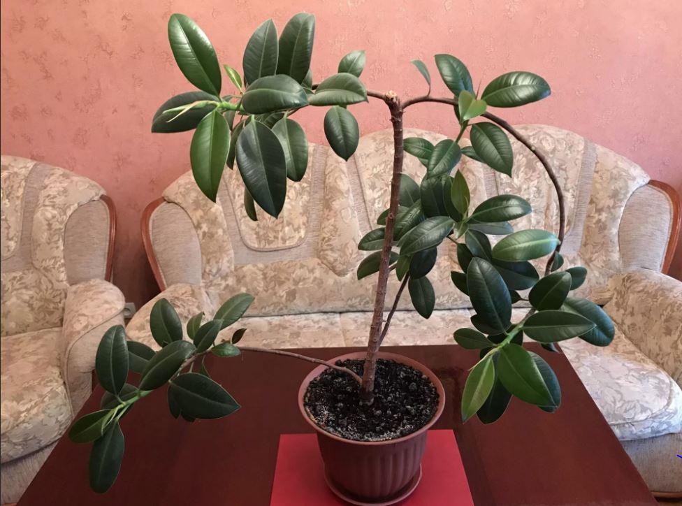 Фикус Эластика, каучуконосный Мелани дома