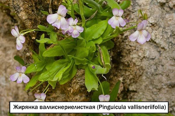 Жирянка валлиснериелистная (Pinguicula vallisneriifolia) 