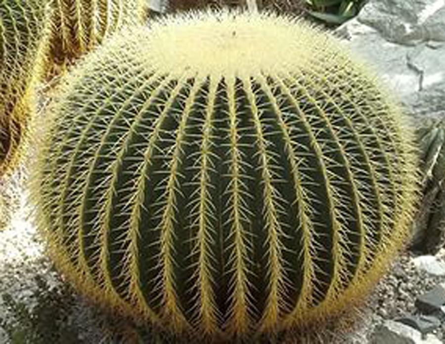 Эхинокактус (лат. Echinocactus) шар