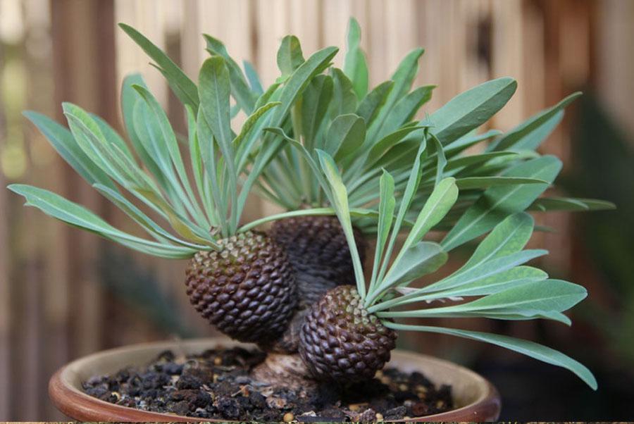 Молочай или Эуфорбия ложнокактусовый  - Euphorbia pseudocactus в горшке