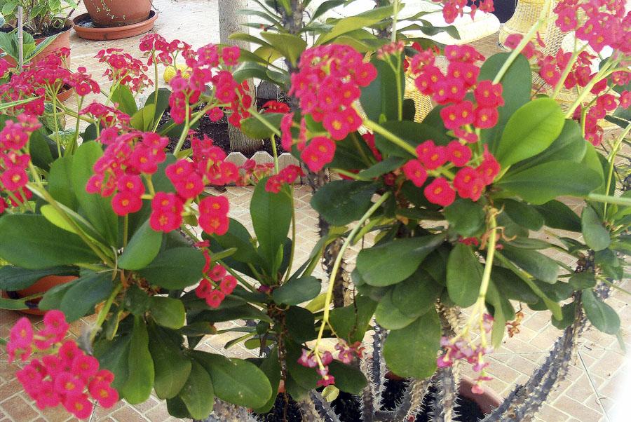 Молочай или Эуфорбия ложнокактусовый  - Euphorbia pseudocactus красная
