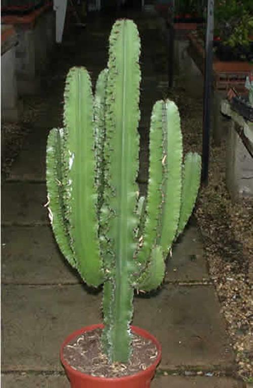 Эуфобия Эритрея - Euphorbia Eritrea фото