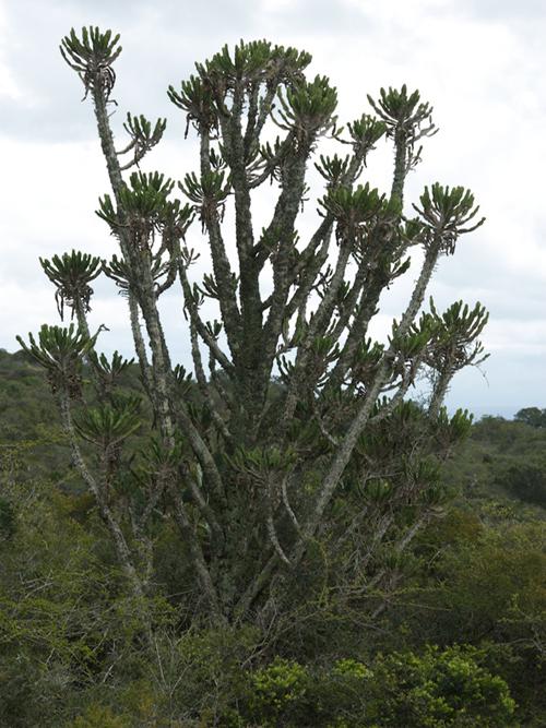 Эуфорбия Триангуларис - Euphorbia triangularis куст