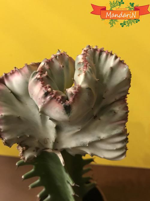 Эуфорбия Лактея Кристата (Молочай молочный Кристата) - Euphorbia lactea f. cristata в магазине цветов Мандарин фото вблизи