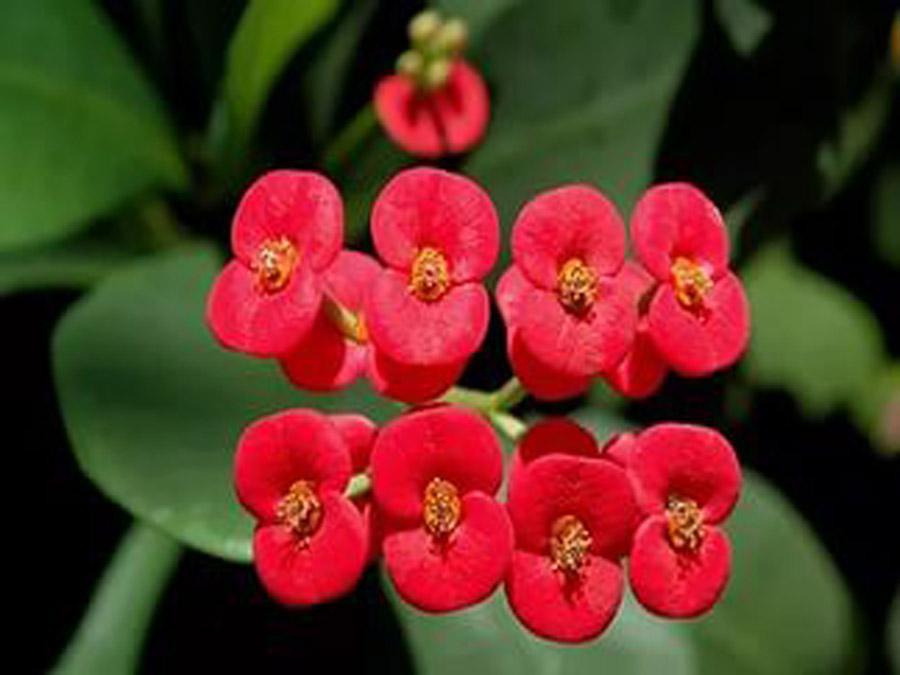 Молочай или Эуфорбия ложнокактусовый  - Euphorbia pseudocactus цветы