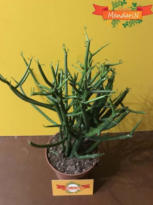Молочай тирукалли (лат. Euphorbia tirucalli) вид сверху