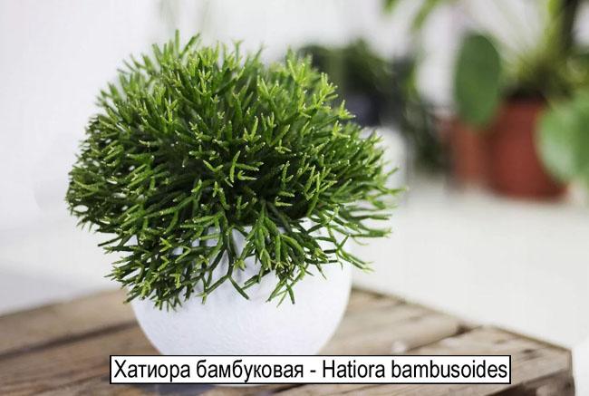 Хатиора бамбуковая - Hatiora bambusoides