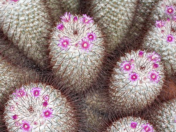 Маммиллярия Бомбицина (bombycina)