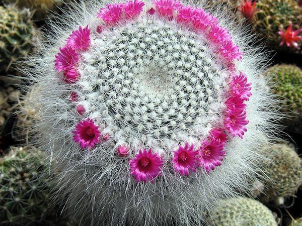 Маммиллярия Хана или гана (mammillaria hahniana)
