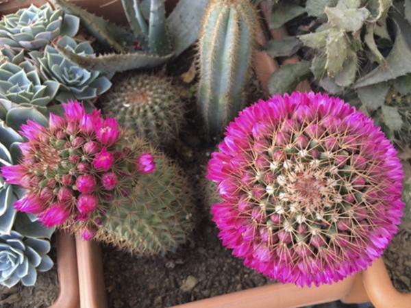 Маммиллярия Бакеберга (backebergiana)