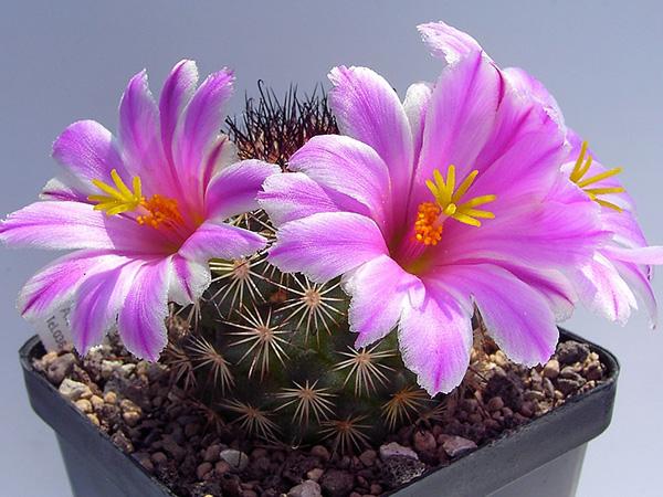 Маммиллярия Блоссфельда (mammillaria blossfeldiana)