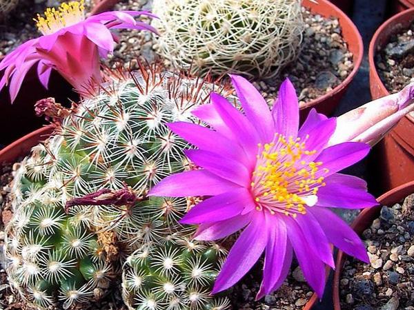 Маммиллярия Дехердта (mammillaria deherdtiana)